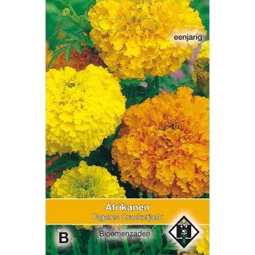 African Marigold Crackerjack Mix Seeds - Tagetes erecta