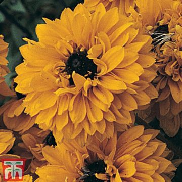 Rudbeckia hirta Goldilocks Seeds