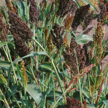 Sorghum nigrum Seeds - Black millet