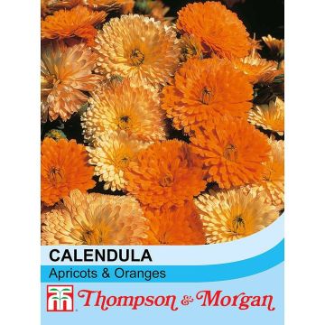 Calendula officinalis Apricots & Oranges Seeds - Dwarf Pot Marigold