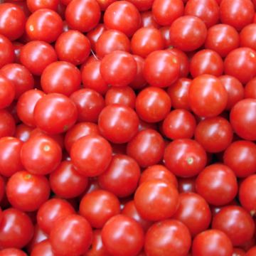Tomato Crokini F1 Cherry  Seeds