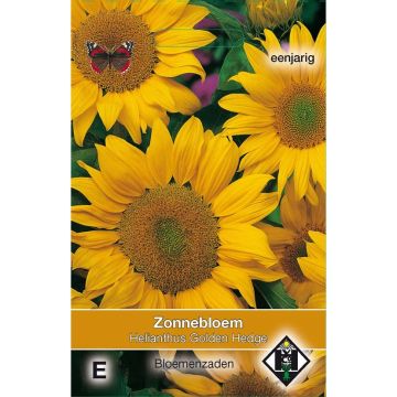 Sunflower Golden Hedge Seeds - Helianthus annuus
