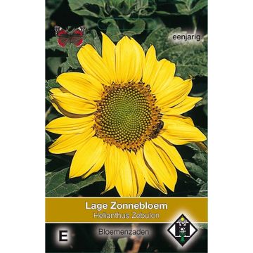 Sunflower Zebulon Seeds - Helianthus annuus