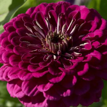 Zinnia elegans Purple Prince Seeds