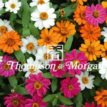 Zinnia hybrida Profusion Mixed