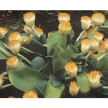 Scadoxus albiflos