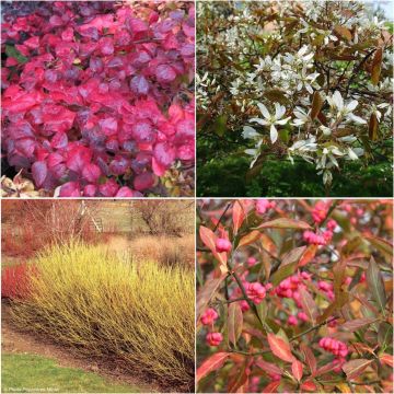 Four Seasons Eco Wild Hedge Kit