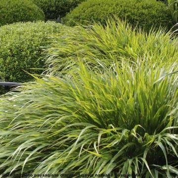 Hakonechloa macra - Japanese Forest Grass