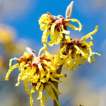 Hamamelis intermedia Arnold Promise - Witch Hazel