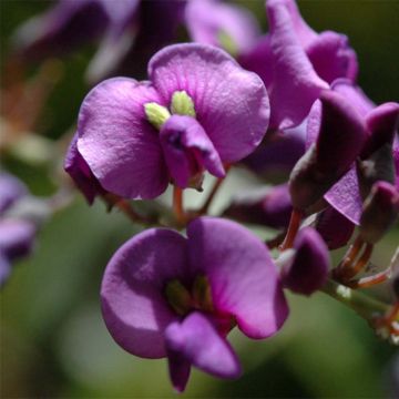 Hardenbergia violacea - Vine Lilac