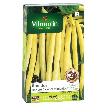 Climbing Yellow French bean mangetout Phénomène - Vilmorin seeds