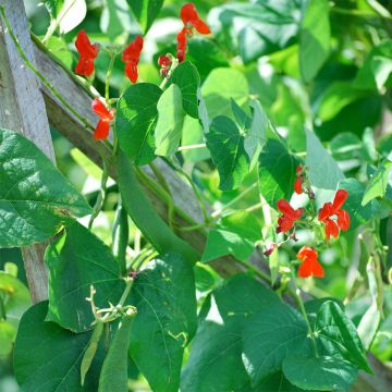 Runner Bean Scarlet Emperor - Ferme de Sainte Marthe Seeds