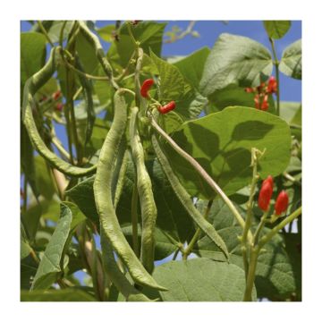 Runner Bean Pickwick Dwarf