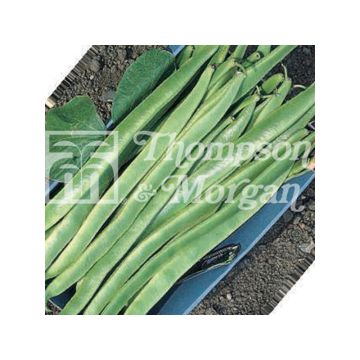 Runner Bean Polestar