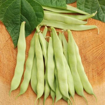 Pole Dry Bean Maïs Gros Blanc Tarbais - Ferme de Sainte Marthe