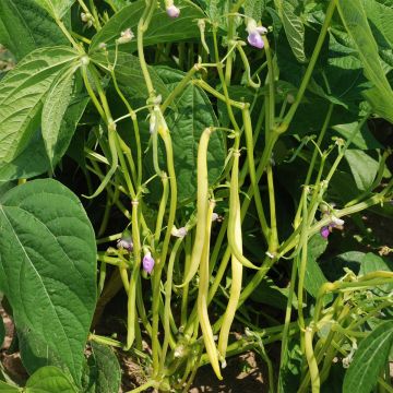 Dwarf French Bean Major - Ferme de Sainte Marthe Seeds