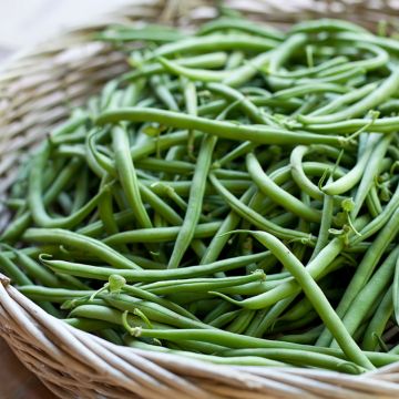 Haricot nain mangetout Liverte