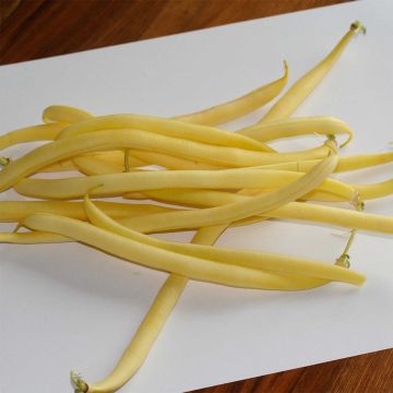 Dwarf snap bean Rocquencourt Butter - Ferme de Sainte Marthe seeds