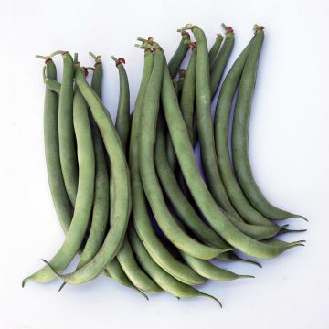 Dwarf Bean Contender - Ferme de Sainte Marthe Seeds