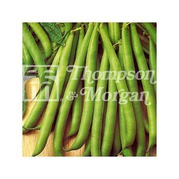 Common bean Tendergreen