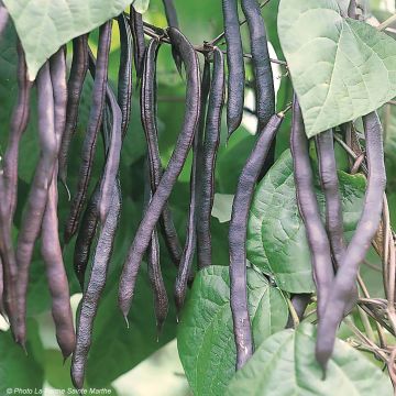 Dwarf French Bean Purple Queen - Ferme de Sainte Marthe Seeds