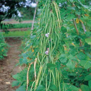 Vigna unguiculata subsp. sesquipedalis Dolique Metro noir