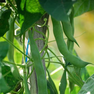 Climbing Bean to Shell Soissons Green - Ferme de Sainte Marthe seeds