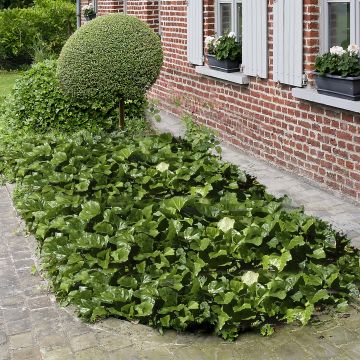 Hedera algeriensis Algerian Bellecour