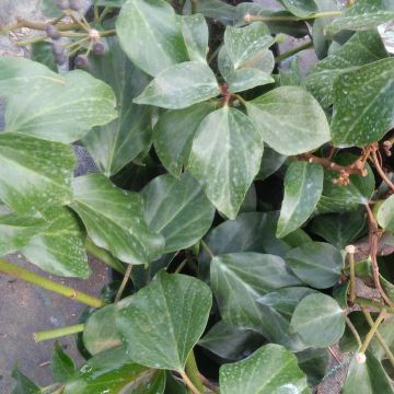 Hedera colchica Arborescens - Persian Ivy