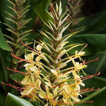 Hedychium gardnerianum - Ginger Lily