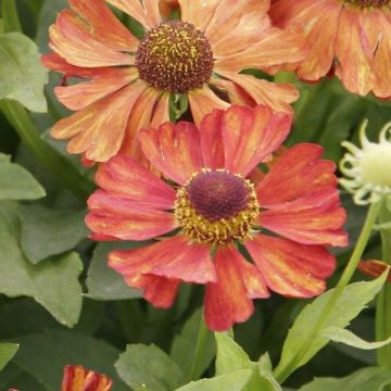 Helenium Fiesta