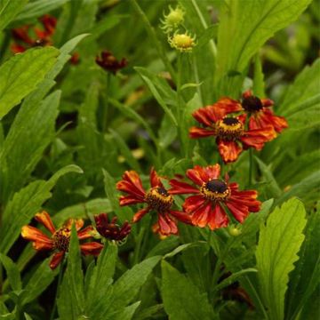 Helenium Flammendes Katchen - Sneezeweed