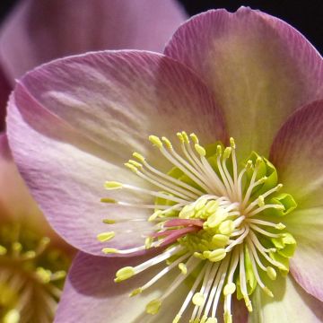 Helleborus Ice N' Roses Marbled Pink - Hellebore