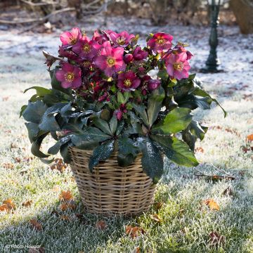 Helleborus Ice N' Roses Marbled Red - Hellebore