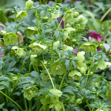 Helleborus multifidus subsp. bocconei