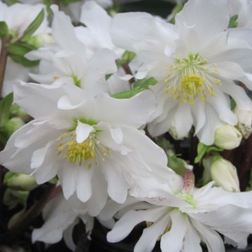 Helleborus niger Double Fashion - Christmas Rose