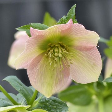 Helleborus hybridus Apricot