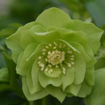 Helleborus Double Green - Hellebore