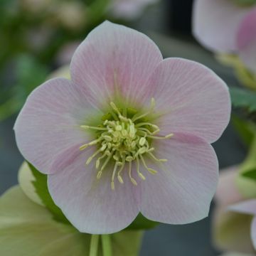 Helleborus hybridus Pink