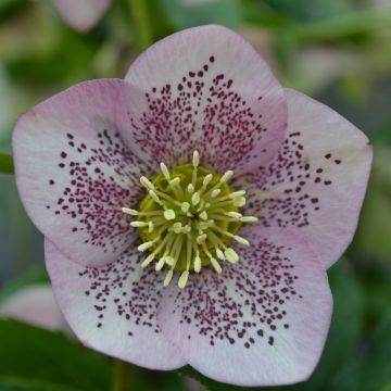 Helleborus hybridus Pink Spotted