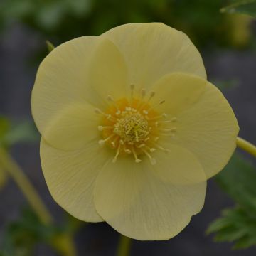 Helleborus hybridus Super Yellow