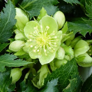 Helleborus sternii Boughton Beauty