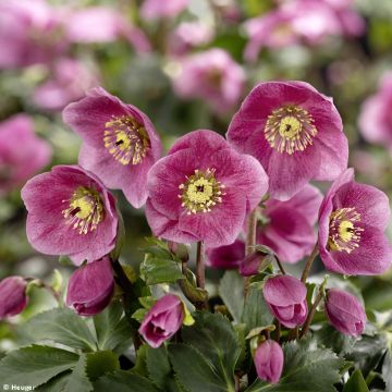 Helleborus HGC Liah