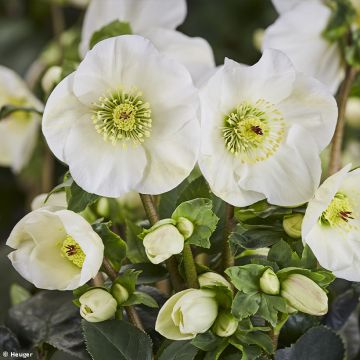 Helleborus HGC Linn