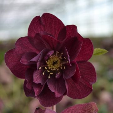 Helleborus hybridus ViV Isabella