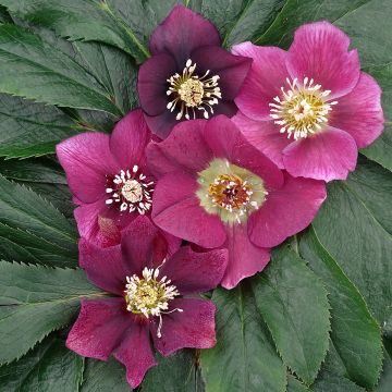 Helleborus hybridus Magic Rouge