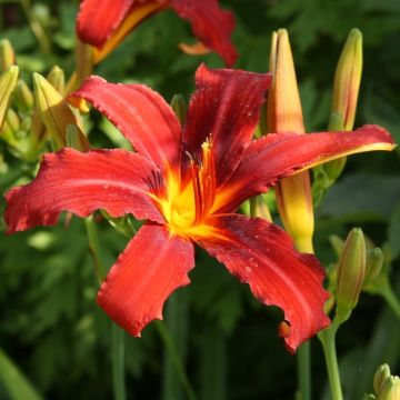 Hemerocallis Sammy Russel - Daylily