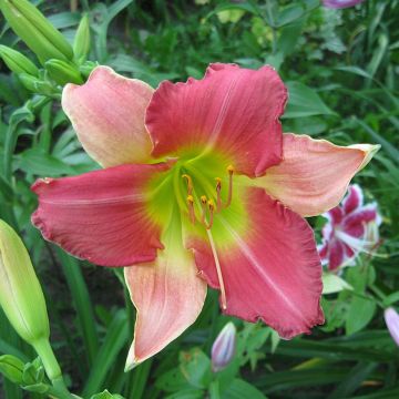 Hemerocallis Final Touch - Daylily