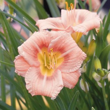 Hemerocallis Everydaylily Rose - Daylily