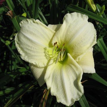 Hemerocallis White Temptation - Daylily